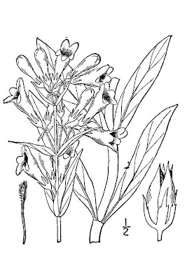 Brandegee's penstemon Brandegee's penstemon