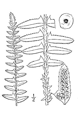 Dagger fern