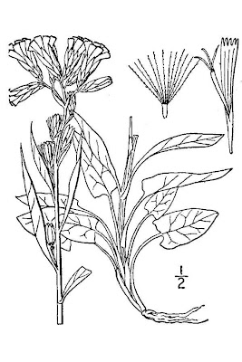 Alpine rattlesnakeroot