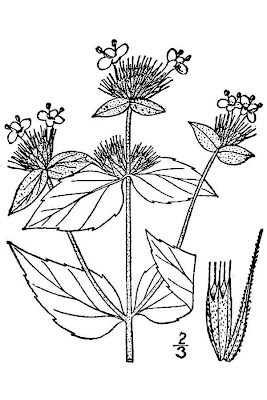 Pycnanthemum setosum,
awned mountain-mint,
awned mountainmint,
Setose Mountain Mint