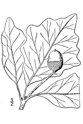 Quercus bicolor,
ch&ecirc;ne bicolore,
ch&Ucirc;ne bicolore,
swamp white oak