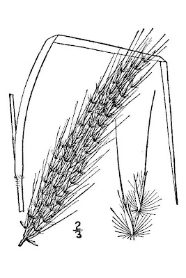 Saccharum brevibarbe var. brevibarbe,
shortbeard plumegrass