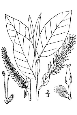 Balsam willow