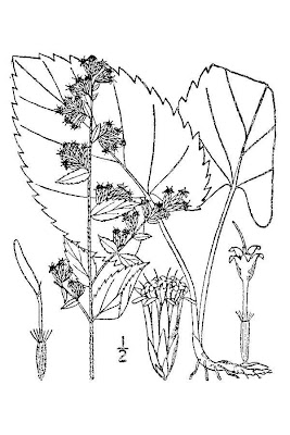 Autumn goldenrod Autumn goldenrod