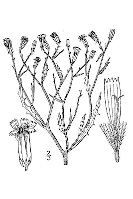 Brown Plume Wire Lettuce Brown Plume Wire Lettuce