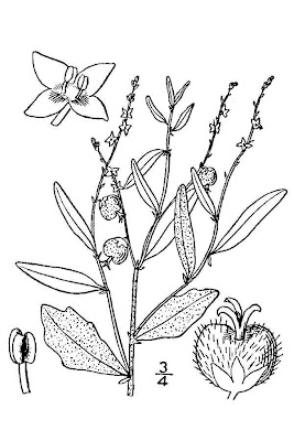 Wavyleaf noseburn Wavyleaf noseburn