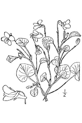 Dog violet Dog violet