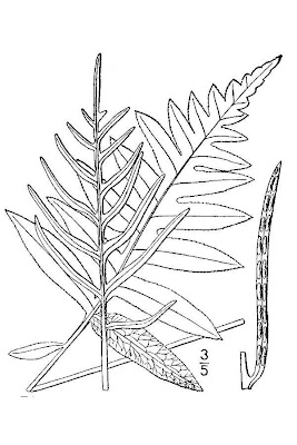 Woodwardia areolata,
chainfern,
netted chain fern,
netted chainfern