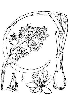 Zigadenus nuttallii,
death camas,
nuttall deathcamas,
Nuttall's death camas,
Nuttall's deathcamas,
poison camas,
poison sego