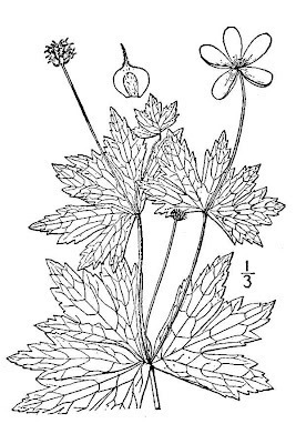Round Leaf Thimbleweed