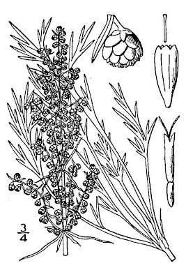 Pacific wormwood