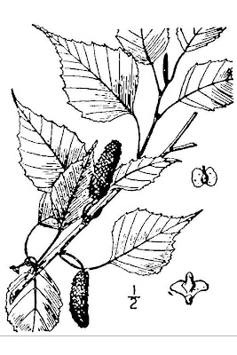 Blue birch Blue birch