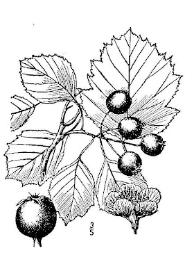 A hawthorn A hawthorn