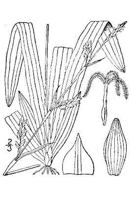 Plantain Leaved Sedge
