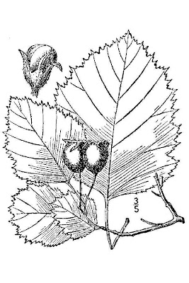 Anomalous hawthorn Anomalous hawthorn