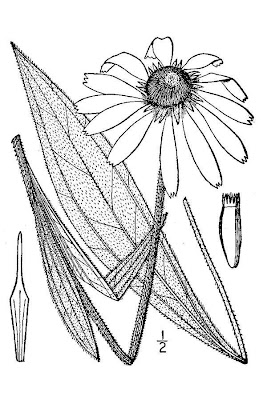 Narrow-leaf Echinacea