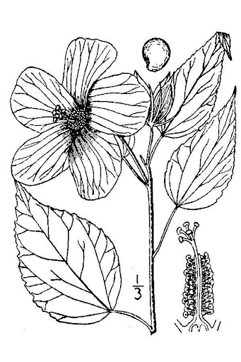 Water Mallow