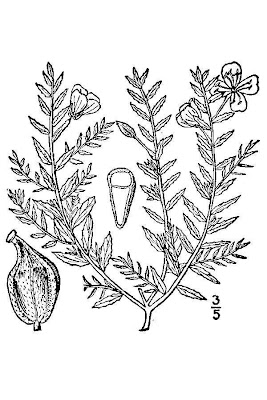 Beakpod eveningprimrose Beakpod eveningprimrose