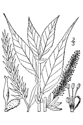 Pacific willow