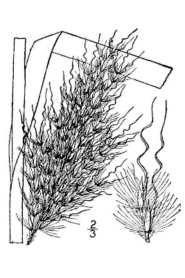 Saccharum alopecuroides,
silver plume grass,
silver plumegrass
