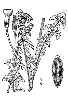 Field sow-thistle Field sow-thistle