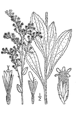 Western Rough Goldenrod