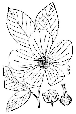 Silky-camellia