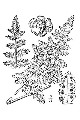 Woodsia obtusa,
Blunt Lobe Cliff Fern,
blunt-lobe woodsia,
bluntlobe cliff fern,
western cliff fern,
woodsie &agrave; lobes arrondis,
woodsie &Oacute; lobes arrondis
