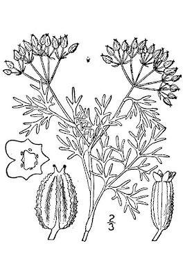Plains Sandparsley