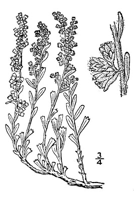 Bigelow sage Bigelow sage