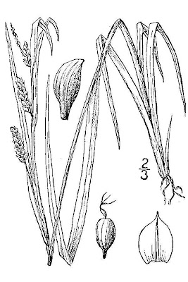 Eastern Woodland Sedge Eastern Woodland Sedge