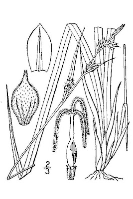 Fibrous Root Sedge Fibrous Root Sedge