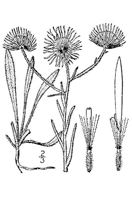 Spreading Fleabane