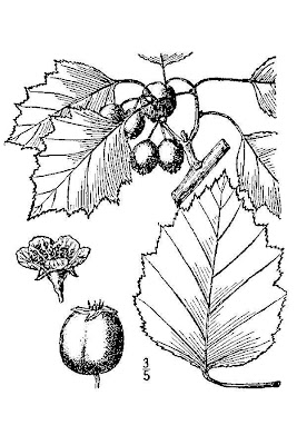 Schuette's Hawthorn