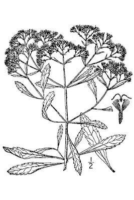 Smallflower Thoroughwort