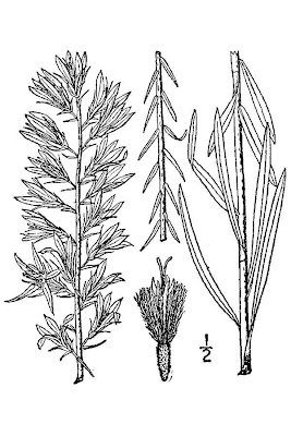 Pinkscale Blazing Star