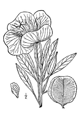 Bigfruit evening-primrose Bigfruit evening-primrose