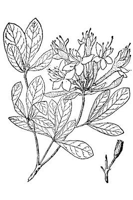 Clammy azalea