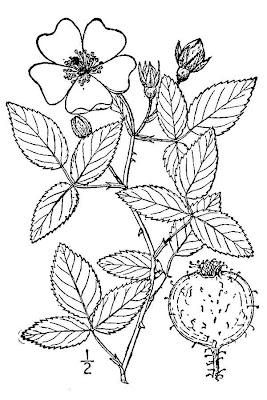 Climbing rose