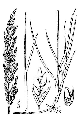 Plains Bluegrass