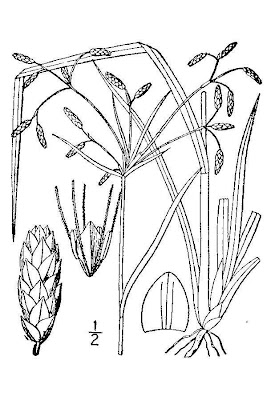 Spreading Bulrush