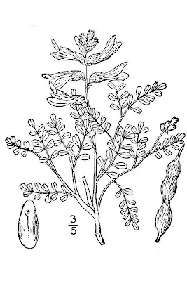 Silky Sophora