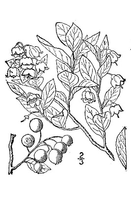 Vaccinium arboreum,
farkleberry,
sparkleberry,
tree sparkleberry,
tree-huckelberry,
winter huckleberry