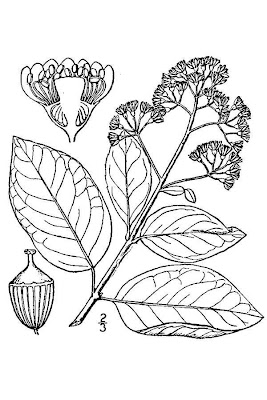 Climbing-hydrangea