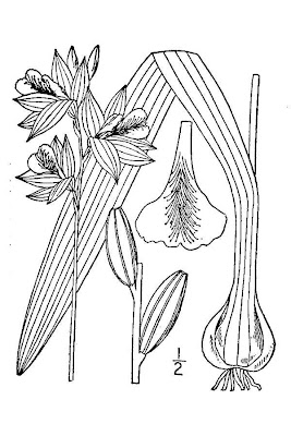 Tuberous Grasspink