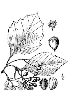 Urn-tree Hawthorn