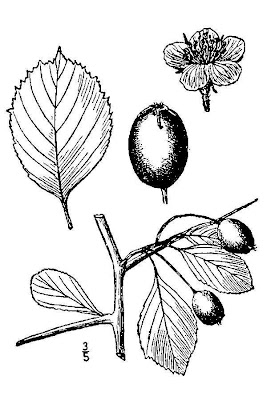 Spreading Hawthorn