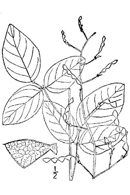 Smooth Ticktrefoil