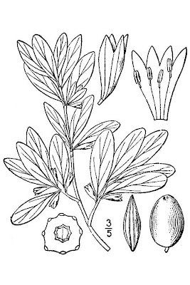 Silverberry