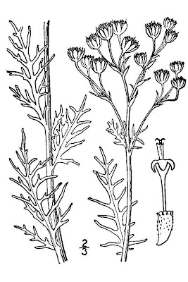 Carolina woollywhite
